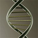 DNA solenoid